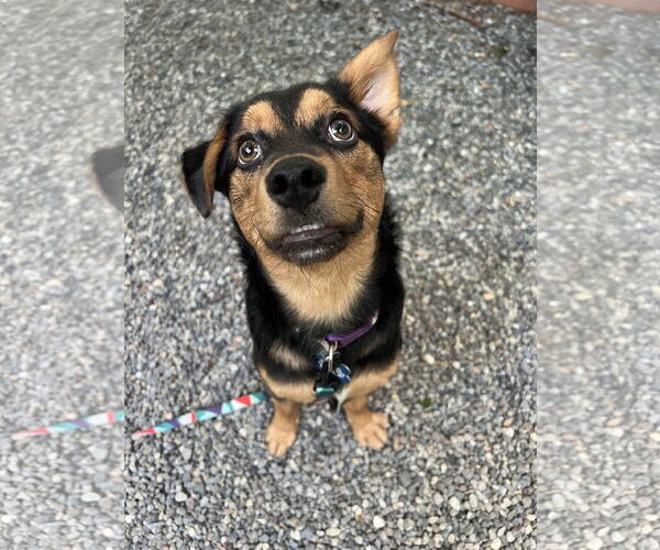 Medium Photo #2 Spaniel-Unknown Mix Puppy For Sale in Bellevue, WA, USA