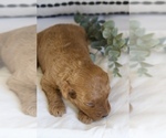 Small Photo #5 Goldendoodle (Miniature) Puppy For Sale in CAPON BRIDGE, WV, USA