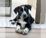 Small #1 Australian Shepherd Mix