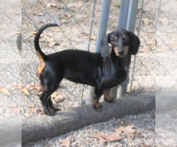 Medium Photo #1 Dachshund Puppy For Sale in RATTAN, OK, USA