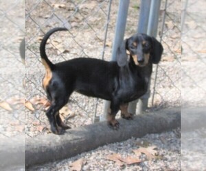 Mother of the Dachshund puppies born on 06/30/2025