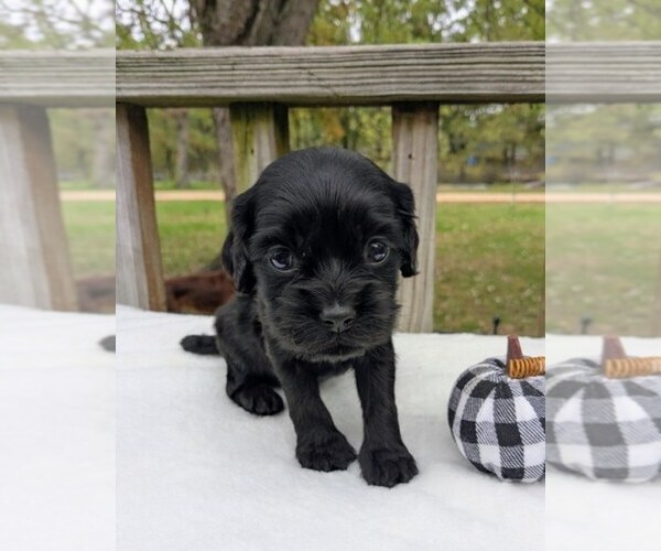 Medium Photo #3 Cock-A-Poo Puppy For Sale in SALEM, MO, USA