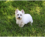 Small #4 West Highland White Terrier