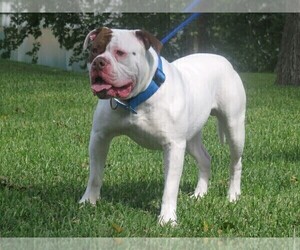 Father of the American Bulldog puppies born on 11/01/2022