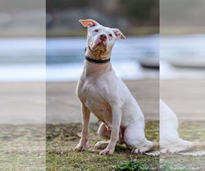 Mila May - Female American Pit Bull Terrier-Unknown Mix Dog for Adoption - Photo #8