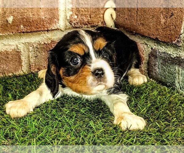 Medium Photo #6 Cavalier King Charles Spaniel Puppy For Sale in MOBERLY, MO, USA