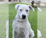 Small #9 American Pit Bull Terrier-Labrador Retriever Mix