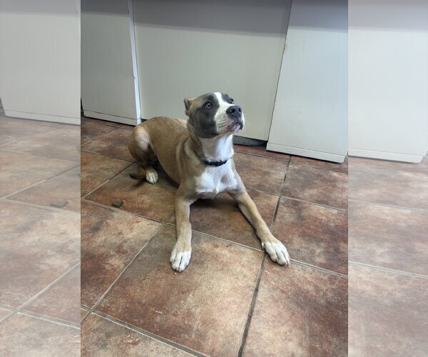 Medium Photo #2 Boxer-Unknown Mix Puppy For Sale in Amarillo, TX, USA