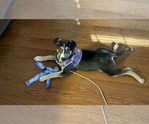 Mutt Dog for Adoption in Springdale, Pennsylvania USA