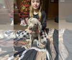 Small Photo #2 Weimaraner Puppy For Sale in CALDWELL, OH, USA
