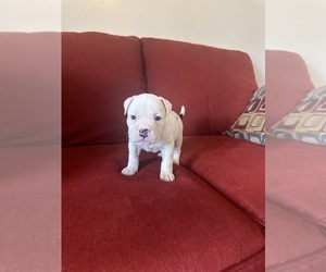 American Bully Puppy for sale in AUGUSTA, GA, USA