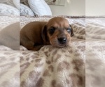 Small #1 Dachshund