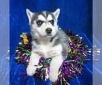 Small Photo #2 Siberian Husky Puppy For Sale in GROVESPRING, MO, USA