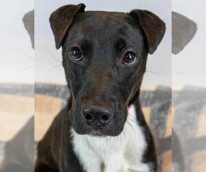 Borador Dogs for adoption in Kennesaw, GA, USA