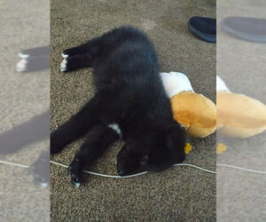 Siberian Husky-Unknown Mix Dogs for adoption in Ogden, UT, USA