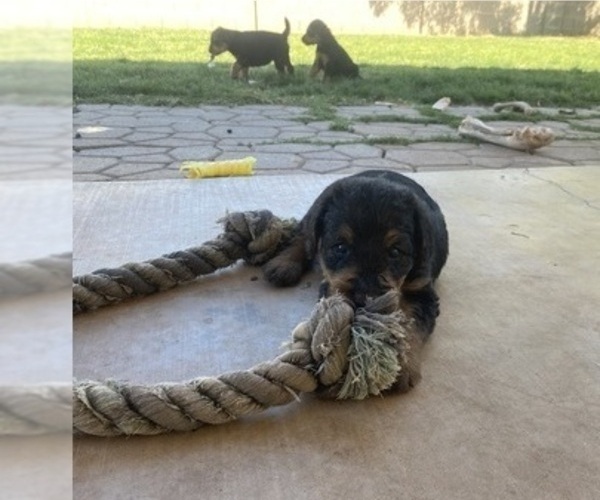 Medium Photo #10 Airedale Terrier Puppy For Sale in SIERRA VISTA, AZ, USA