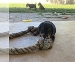 Litter of 5 - Male(s) and Female(s) Airedale TerrierLitter of Puppies for Sale - Photo #10