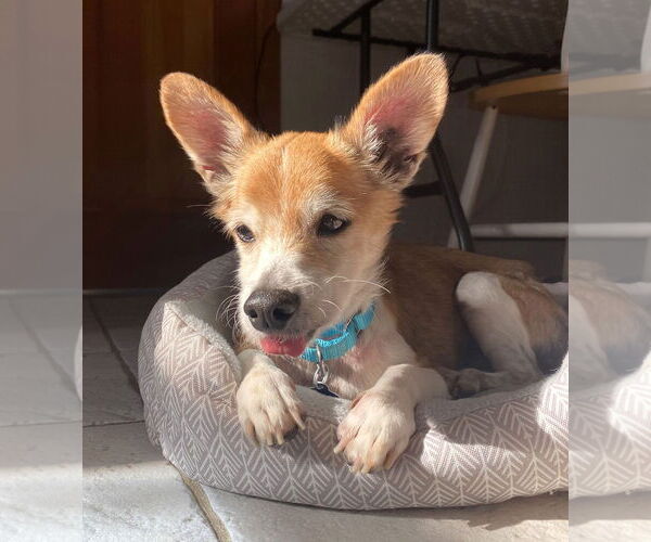 Medium Photo #11 Chihuahua-Unknown Mix Puppy For Sale in Boonton, NJ, USA