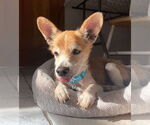 Small #10 Chihuahua Mix