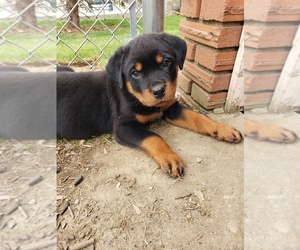 Rottweiler Puppy for sale in STEUBENVILLE, OH, USA