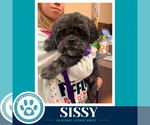 Sissy 100326 - Female Lhasa Apso-Unknown Mix Dog for Adoption - Small photo