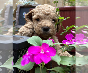 Poodle (Miniature) Puppy for sale in MCDONOUGH, GA, USA