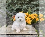 Small #2 Maltese