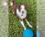 Small #5 Australian Shepherd