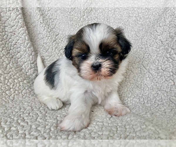Medium Photo #1 Shih Tzu Puppy For Sale in NEW BERLIN, WI, USA