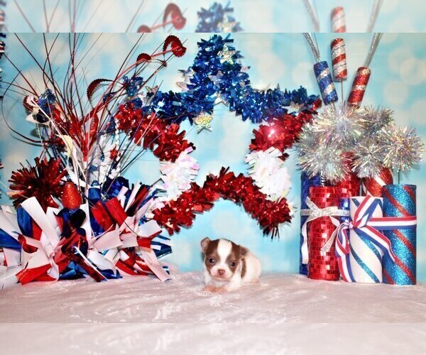 Medium Photo #8 Chihuahua Puppy For Sale in CHARLESTON, AR, USA