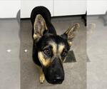 Small German Shepherd Dog