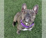 Small #2 French Bulldog