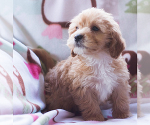 Goldendoodle Puppy for sale in MILWAUKEE, WI, USA