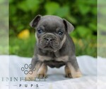 Small #2 French Bulldog