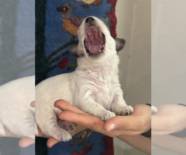 Medium Photo #7 Pembroke Welsh Corgi-Poodle (Miniature) Mix Puppy For Sale in LONGMONT, CO, USA