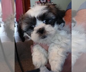 Shih-Poo Puppy for sale in GLOUSTER, OH, USA