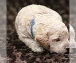 Small Photo #11 Goldendoodle (Miniature) Puppy For Sale in ASHBY, MN, USA