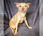 Small #2 Chihuahua