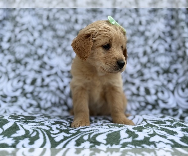 Medium Photo #6 Goldendoodle Puppy For Sale in LAKELAND, FL, USA