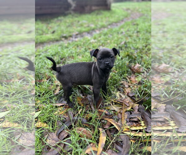 Medium Photo #5 Boxer-Chihuahua Mix Puppy For Sale in Fair Oaks, CA, USA
