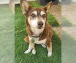 Small #1 Siberian Husky Mix