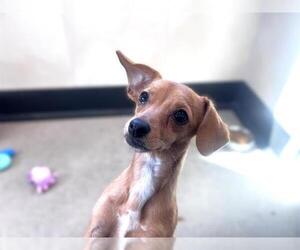 Dachshund Dogs for adoption in Redwood City, CA, USA