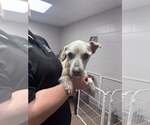 Small Chihuahua Mix