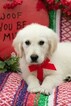 Small Photo #3 English Cream Golden Retriever Puppy For Sale in PLYMOUTH, OH, USA