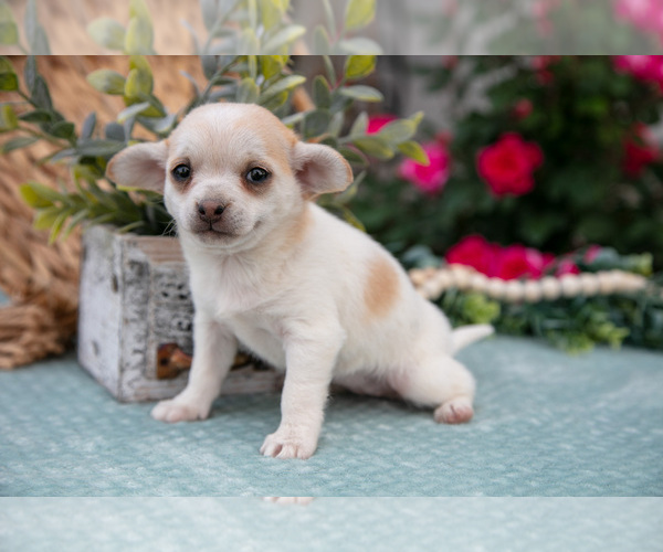 Medium Photo #8 Chihuahua Puppy For Sale in BERNE, IN, USA