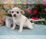 Small Photo #8 Chihuahua Puppy For Sale in BERNE, IN, USA