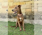 Small #1 Weimaraner Mix