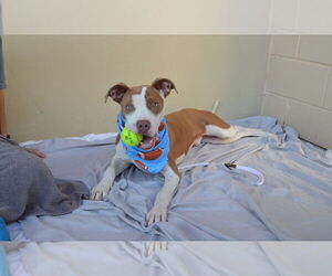 American Staffordshire Terrier-Unknown Mix Dogs for adoption in McKinney, TX, USA