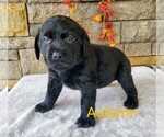 Puppy Autumn AKC Engl Labrador Retriever