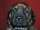 Small Photo #3 Cane Corso-Mastiff Mix Puppy For Sale in CABOOL, MO, USA